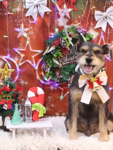 20231215ピンくん 